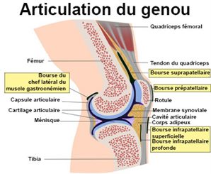 Douleurs du genou : symptômes, traitement, définition ...