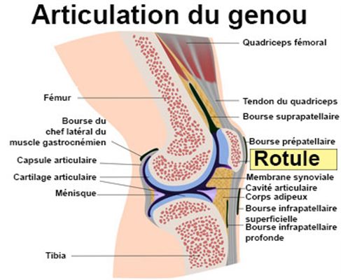 Rotule et genou - Les mots de l'actualité