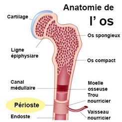 périoste
