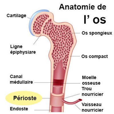 Maladies de l'os