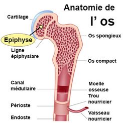 épiphyse osseusse