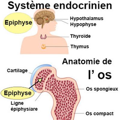 Épiphyse