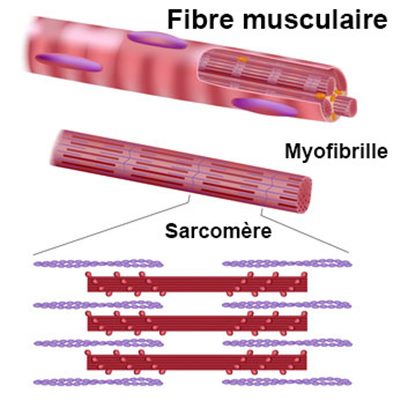 Myopathie