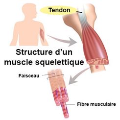 tendon