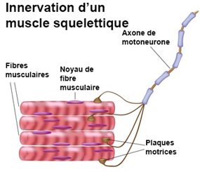 innervation d'un muscle squelettique