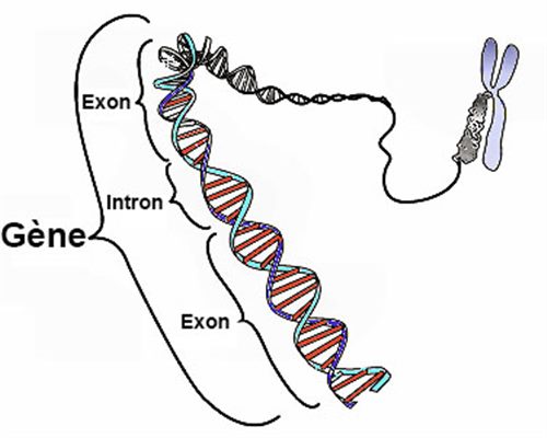 Maladies génétiques