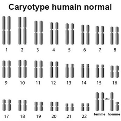 Caryotype