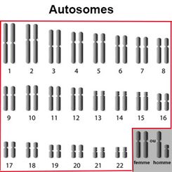 autosomes