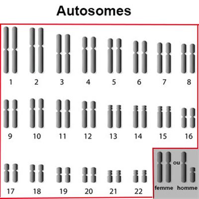 Transmission autosomique