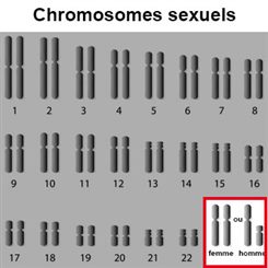 chromosomes sexuels