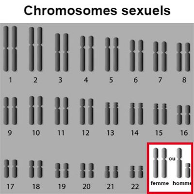 Transmission liée au sexe