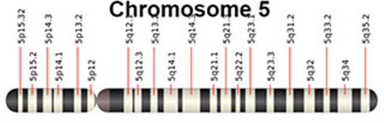 chromosome 5