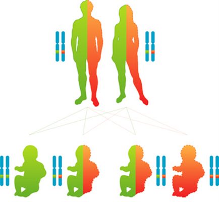 Caractère récessif ou dominant ?