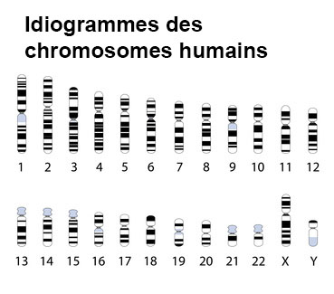 Syndrome De Marfan Symptomes Traitement Definition Docteurclic Com