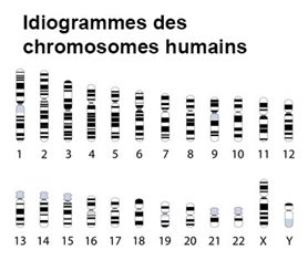idiogramme des chromosomes humains