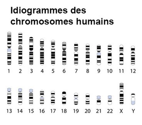 Caractères simples et complexes