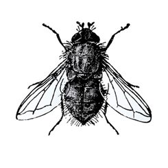 mouche