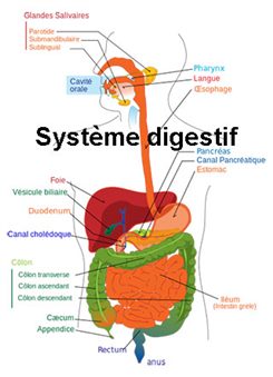 système digestif
