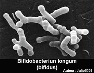 bifidobacterium longum
