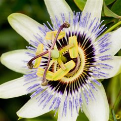 passiflore