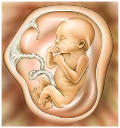 foetus