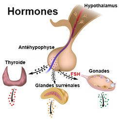 hormones hypophysaires