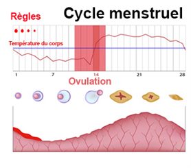 cycle menstruel