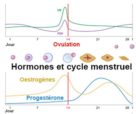 Répérer la date d'ovulation