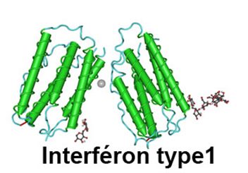 interféron