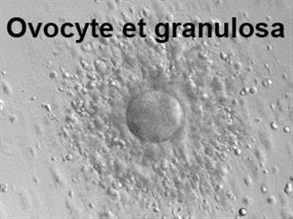 ovocyte et granulosa