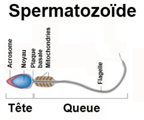 spermatozoïde