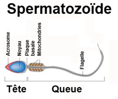 Test post-coïtal de Hühner