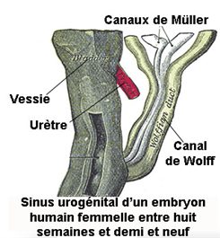 canaux de Müller
