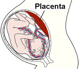 placenta