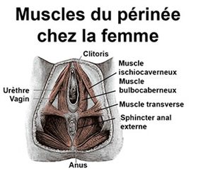 muscle du périnée