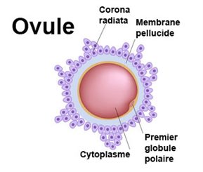 ovule