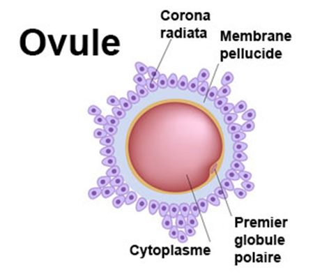 Ovule : définition - docteurclic.com