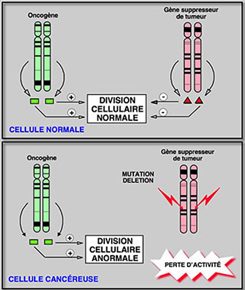 mutation de gênes suppresseurs de tumeur