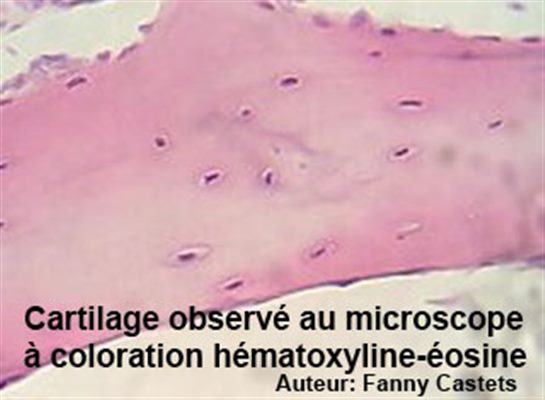 Cartilage de conjugaison