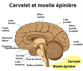cervelet et moelle épinière