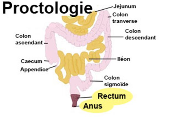 Proctologie