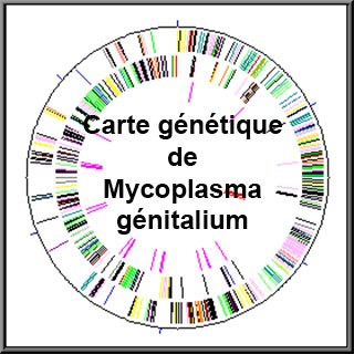 Mycoplasmes : symptômes, traitement, définition - docteurclic.com