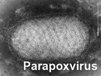 parapoxvirus