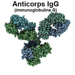 anticorps IgG