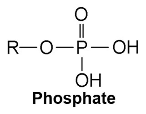 Phosphatases alcalines