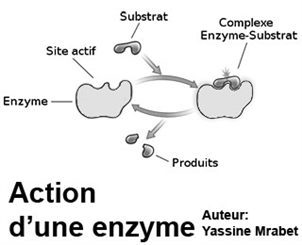 action d'une enzyme