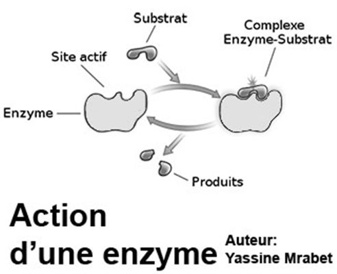 Phosphatases