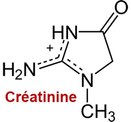 Clairance de la créatinine