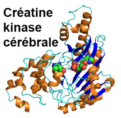 Créatine phosphokinase