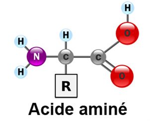 acide aminé